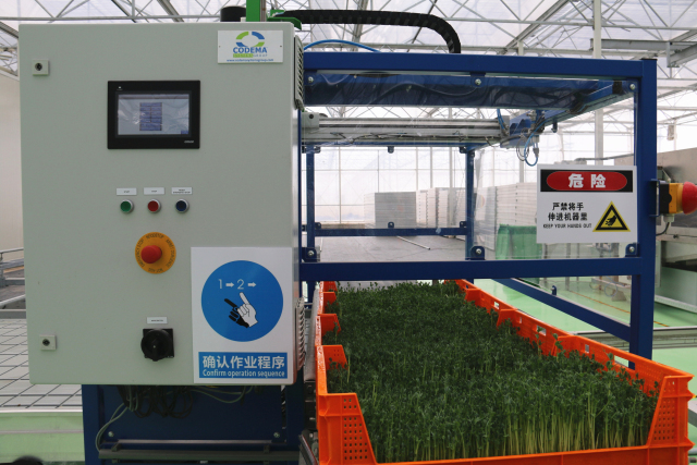 无土栽培蔬菜生产全过程,简易大棚种植无土栽培蔬菜技术