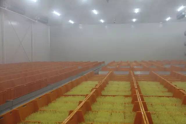 无土栽培蔬菜生产全过程,简易大棚种植无土栽培蔬菜技术