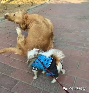 狗子好不容易和金毛女神独处，动情关键时刻竟然尿了！现场日狗真是……