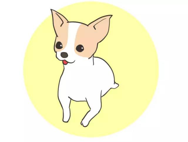 我家博美犬长得怎么样,博美犬8岁是老狗吗