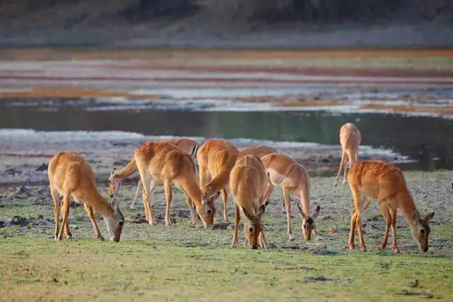 战狼边境线搏斗,战狼丛林越野骑行