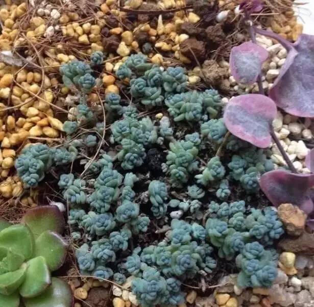 姬星美人和旋叶姬星美人的区别,姬星美人怎么养才能更旺盛