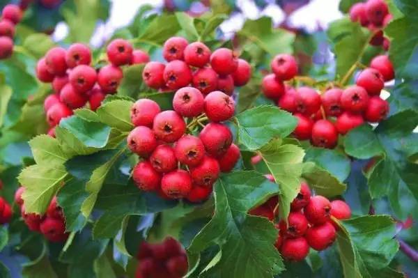 降三高的五味中药茶,中药茶降三高