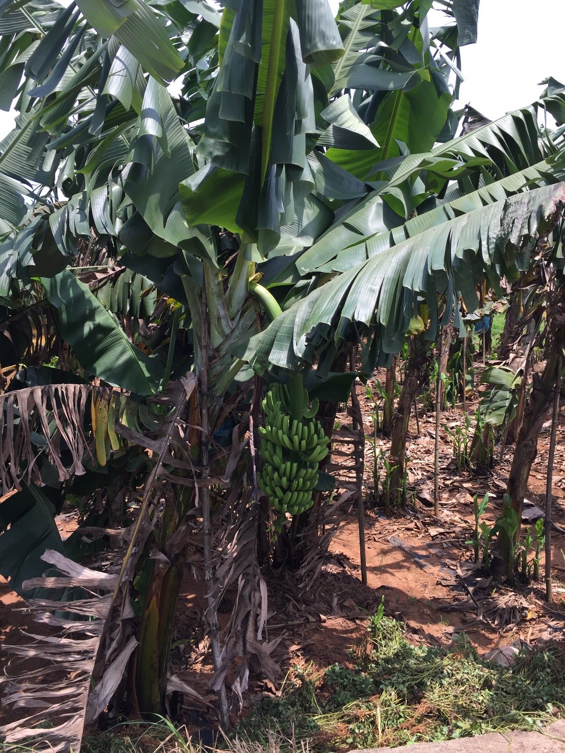 单车骑行环海南岛攻略,环海南岛骑行一圈花费