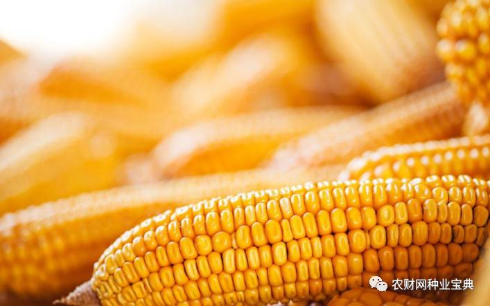 火拼!近百亿黄淮海市场,品种与高温的爱恨纠葛,谁将笑到最后?