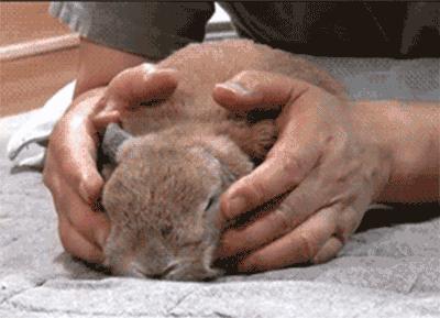 「福利」这周末有一场和宠物的约会等你来，小布送票送助攻→