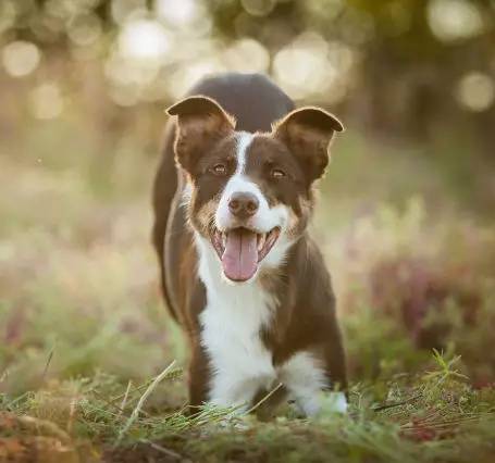「福利」这周末有一场和宠物的约会等你来，小布送票送助攻→
