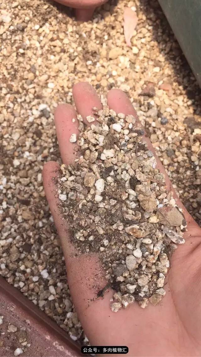 韩国的多肉为什么养得这么好,高颜值好养护的多肉