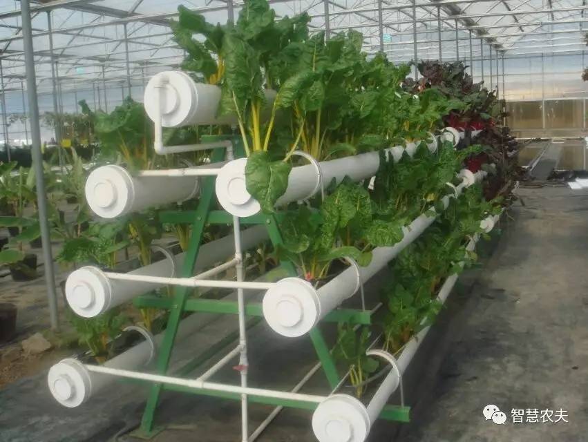 无土栽培的成本和利润如何,原来这就是变富秘诀