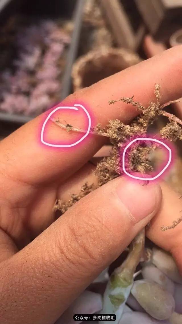 韩国的多肉为什么养得这么好,高颜值好养护的多肉