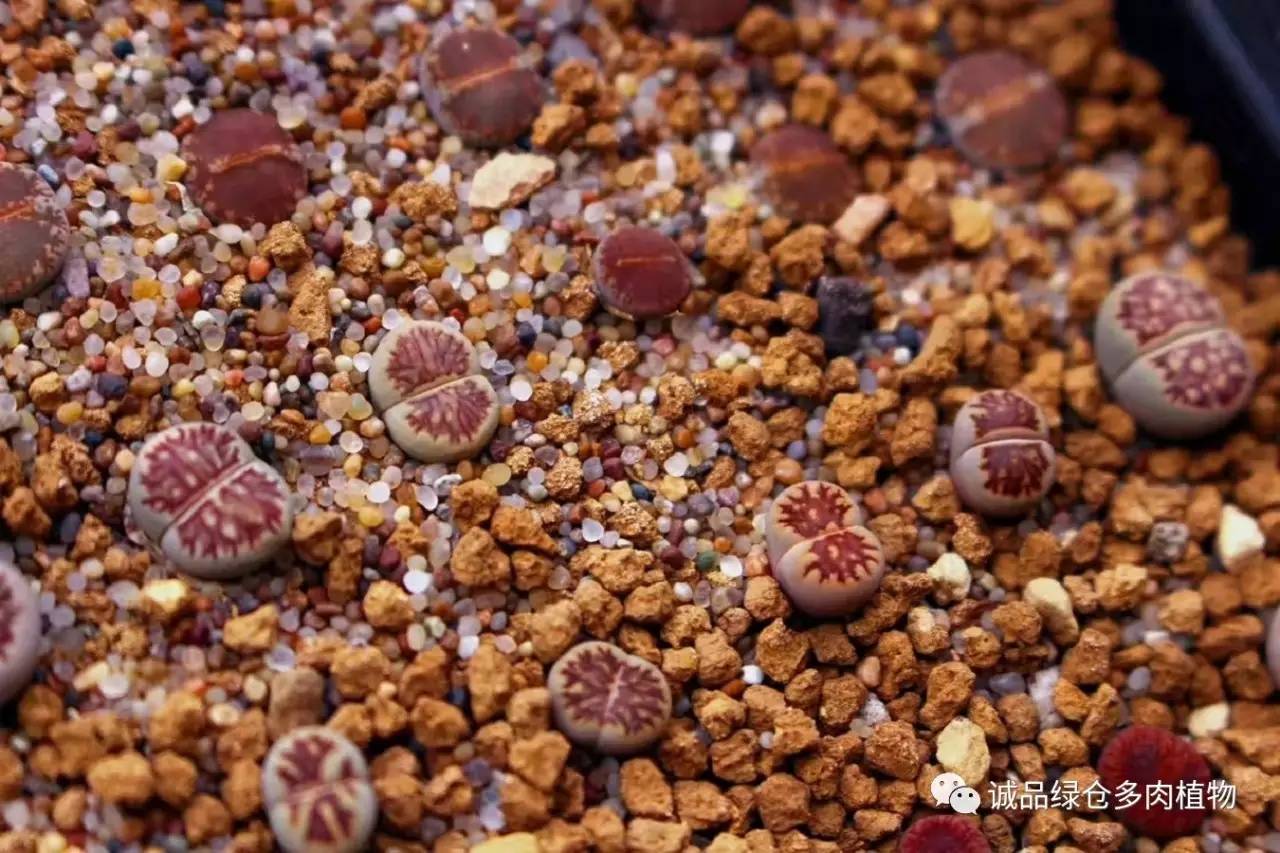 涨姿势｜当不成学霸总得做一回“播”霸（夏播生石花第38天）