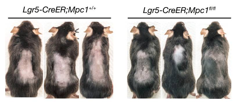 自然子刊证实,自然卷脱发能自愈吗