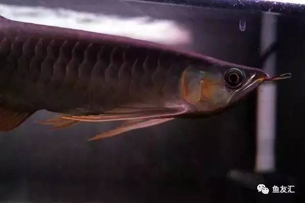 龙鱼价格为什么那么贵,日本金龙鱼多少钱