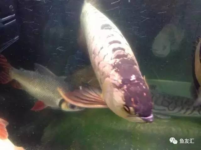 超变态的捕鱼达人,高密度大型猛鱼