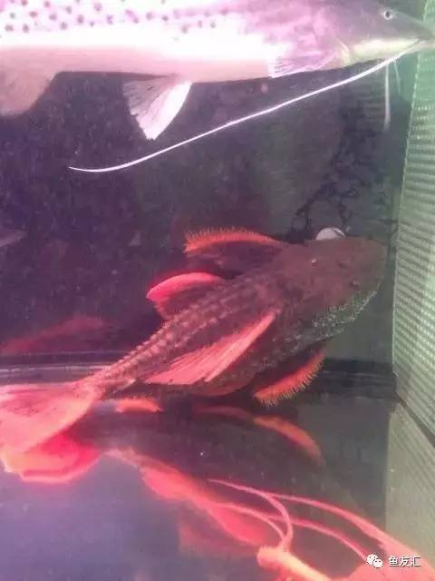 超变态的捕鱼达人,高密度大型猛鱼