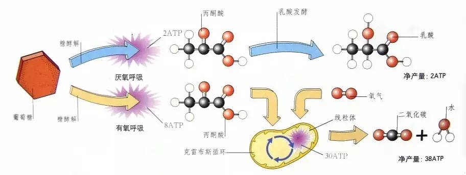 《自然》子刊：脱发可能真的有救了！科学家成功使用两种药物激活毛囊干细胞，促使毛发再生｜科学大发现