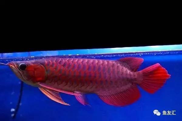 龙鱼价格为什么那么贵,日本金龙鱼多少钱