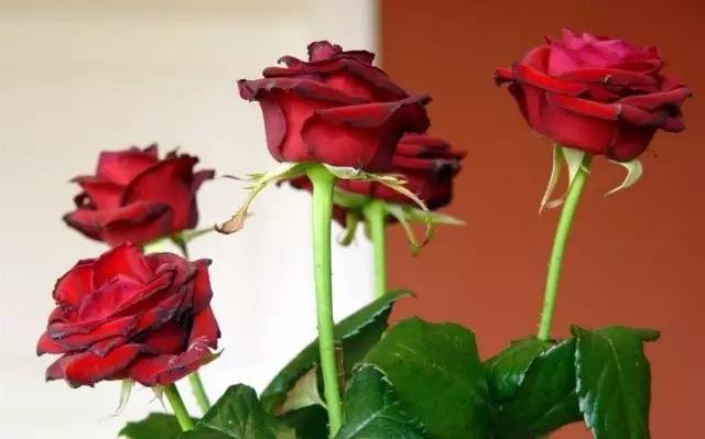 玫瑰花特征和知识,植物百科依兰花