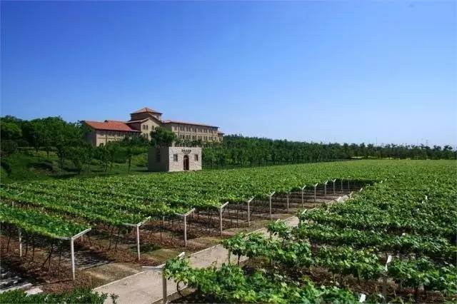 陕西张裕瑞那城堡酒庄红酒价格,十大乡村旅游景区