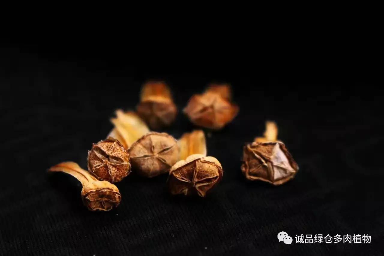 涨姿势|当不成学霸总得做一回“播”霸(夏播生石花第38天)