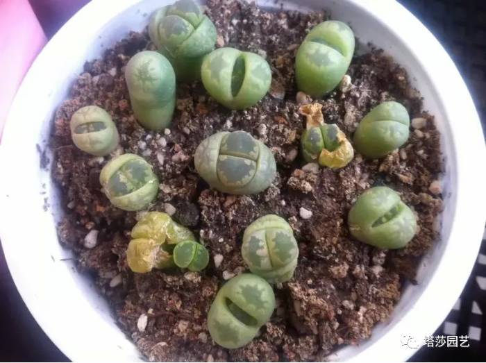 生石花最好养的品种,生石花品种大全图谱和价格