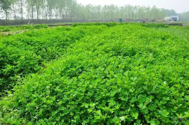 「镇深度」牛！镇江9个特产获国家地理标志产品保护！还有的在受理中……