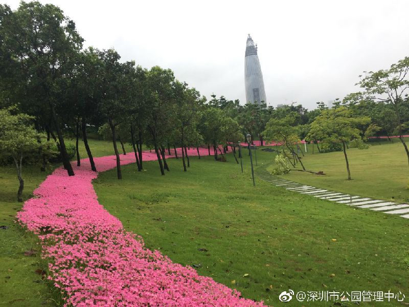 深圳最美丽花海,深圳发现的花海