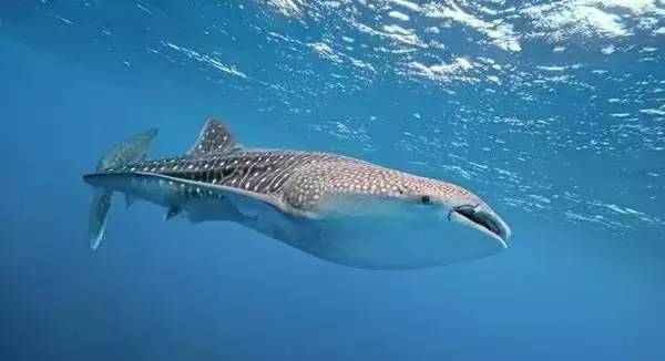 从入门级到朝圣级，职业潜水教练告诉你船宿该怎么选