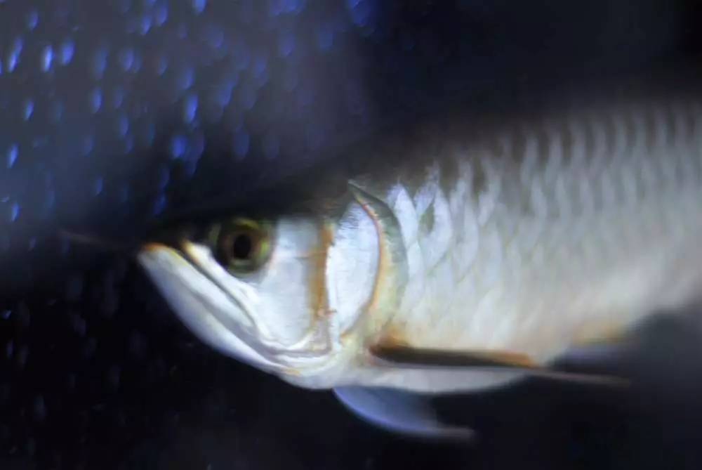 用心养鱼养好鱼,用心养好每一锅汤