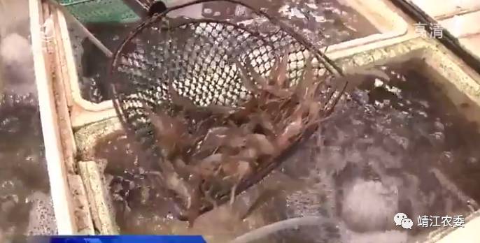 靖江渔婆菜场河虾市价,靖江河虾多少钱一斤