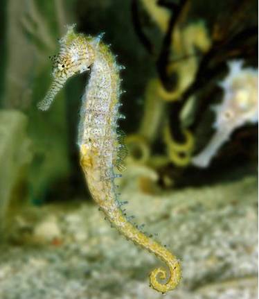 海马入缸几天喂食,海马种植