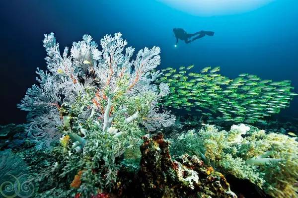 船宿潜水选哪里,从小白到潜水教练需要花多少钱