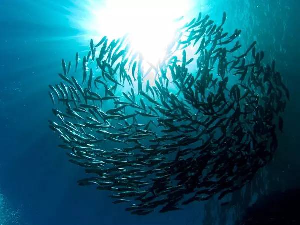 船宿潜水要什么水平,从零开始的潜水教练