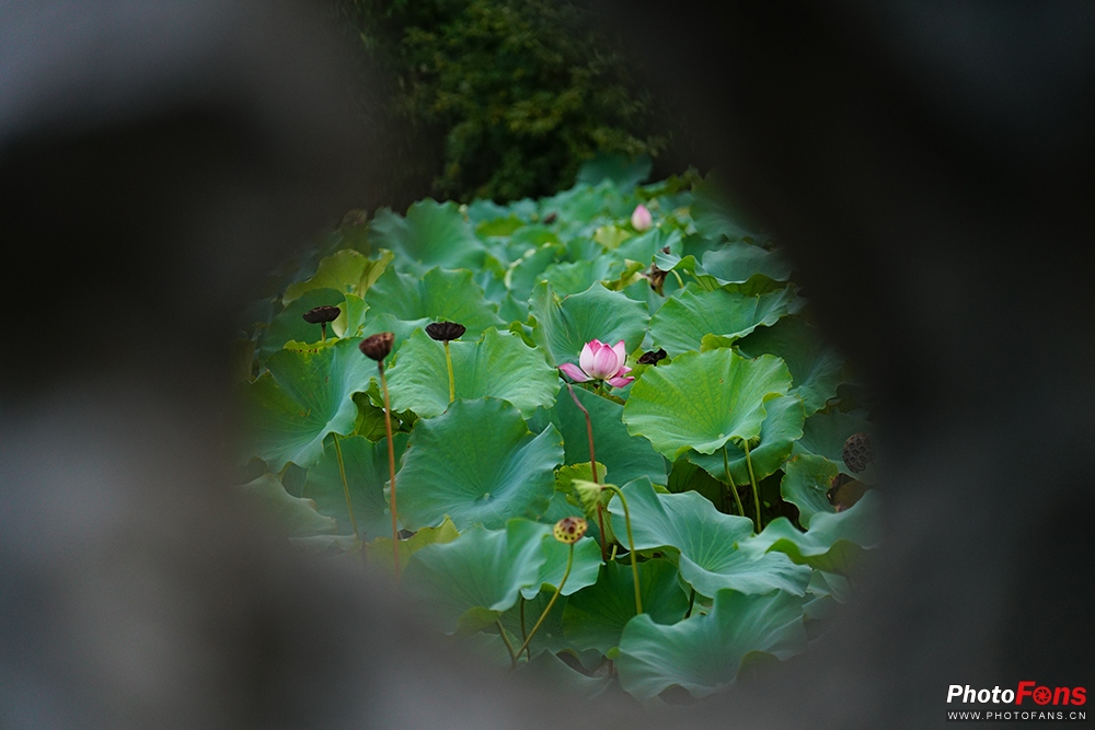 春风化雨ZeissBatis135mmF2.8镜头测评