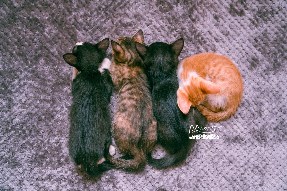 豆瓣日记10月,豆瓣日记