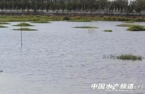 小龙虾河里养殖要什么水草,养小龙虾池塘种什么水草好