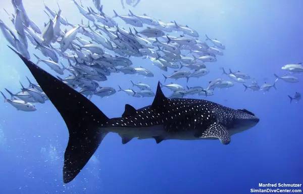 船宿潜水要什么水平,船宿潜水推荐