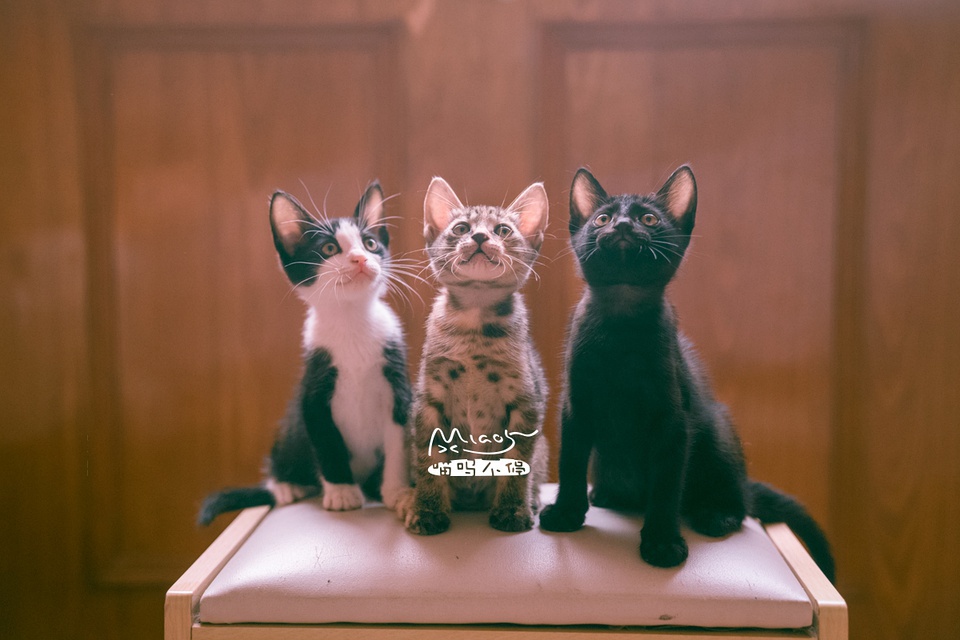 豆瓣日记10月,豆瓣日记