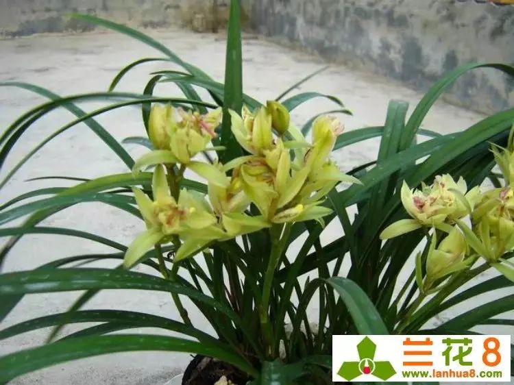 建兰富山奇蝶两片叶子能开花吗,建兰梨山狮王与富山奇蝶哪个好