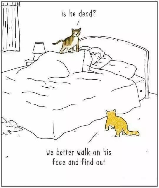 治愈系猫日常,治愈吸猫