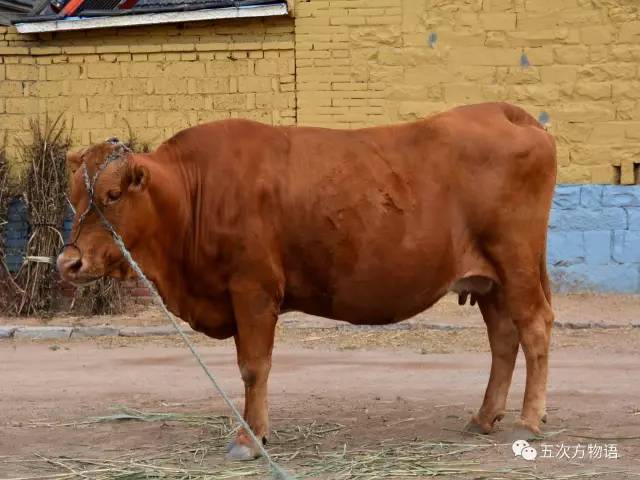 七夕节的所有资料与起源,动物有七夕节吗