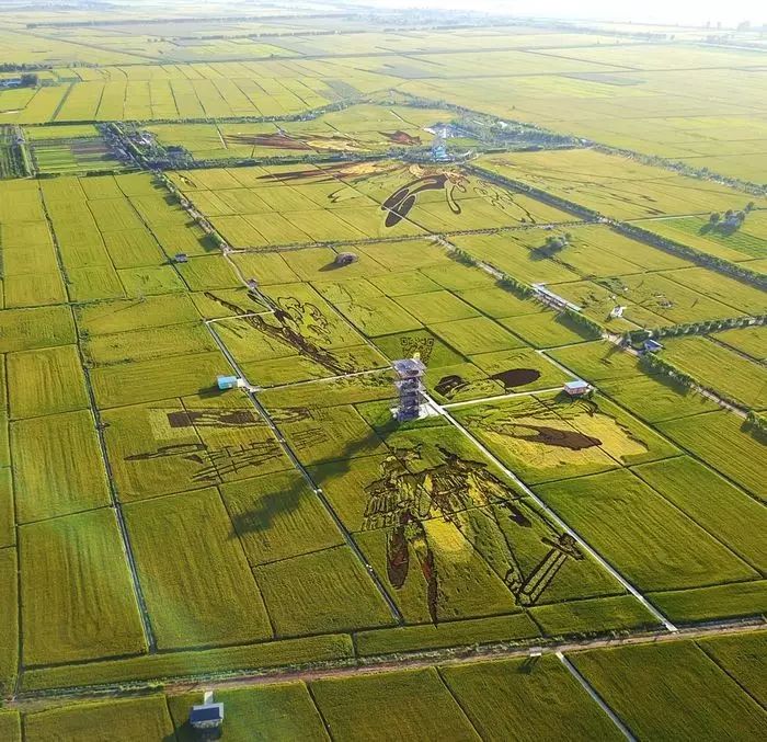 沈阳稻梦空间玉米,沈阳有稻梦空间吗