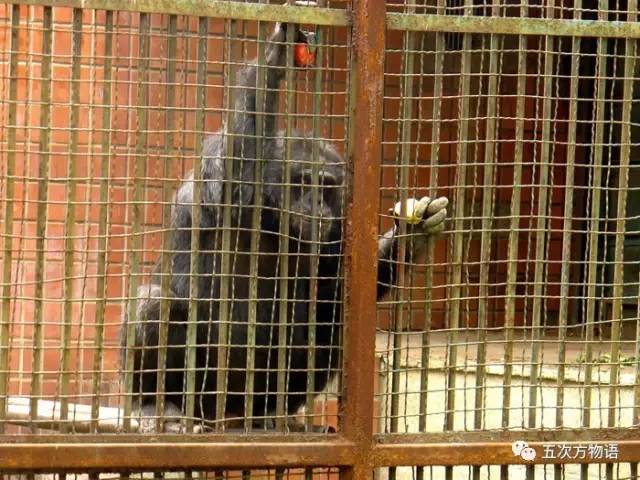 七夕节的所有资料与起源,动物有七夕节吗