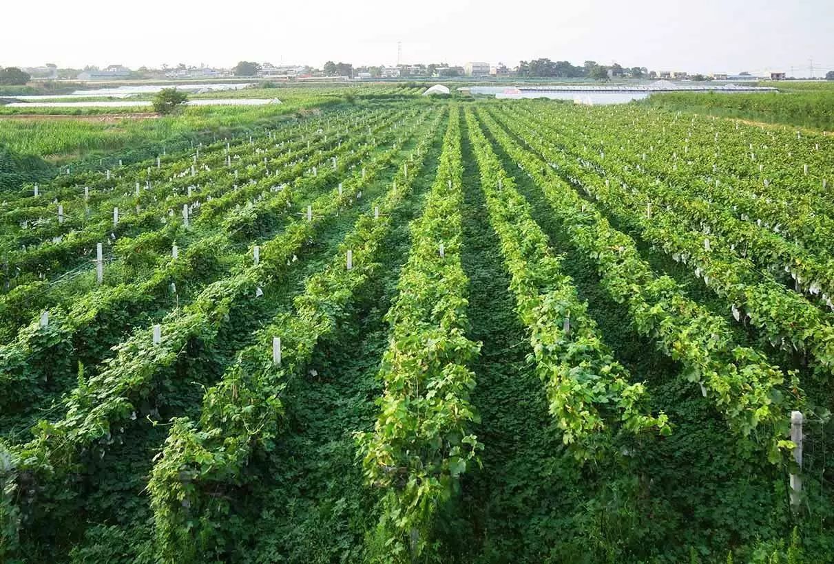 孟津土特产有哪些图片和名字,孟津特产必买清单