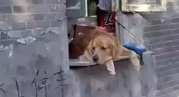 狗狗当超市的老板,狗狗当销售部老总