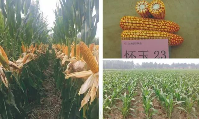 2021年玉米核心品种展示,中国玉米新品种图鉴官网