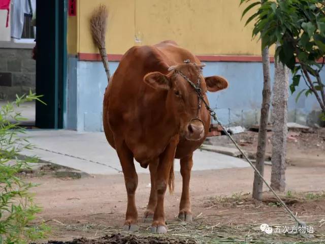 七夕节的所有资料与起源,动物有七夕节吗