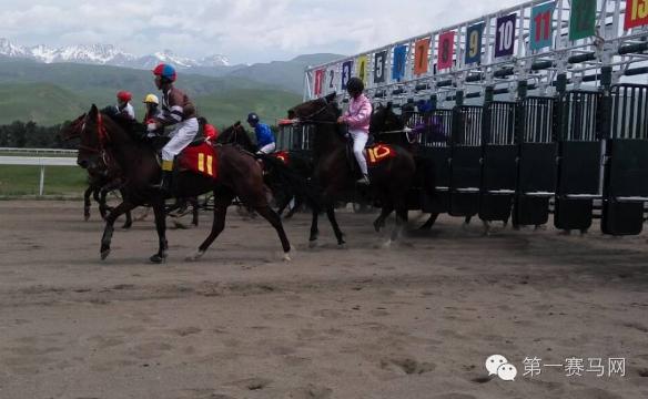大草原传统赛马,中西结合赛马