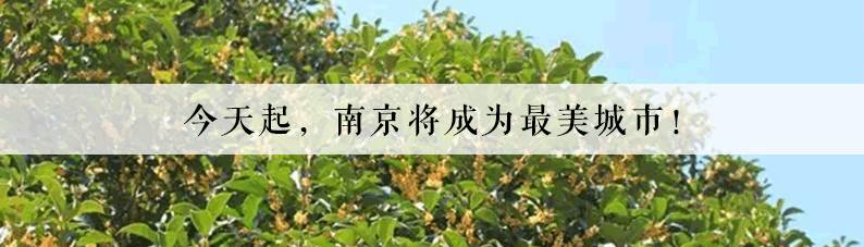 迈皋桥施工,迈皋桥修路