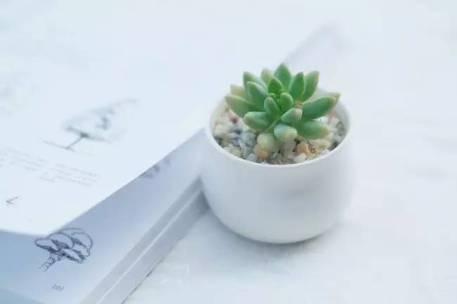 为什么韩国的多肉出名,韩国多肉为什么那么美